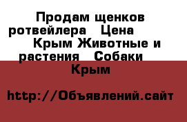 Продам щенков ротвейлера › Цена ­ 30 000 - Крым Животные и растения » Собаки   . Крым